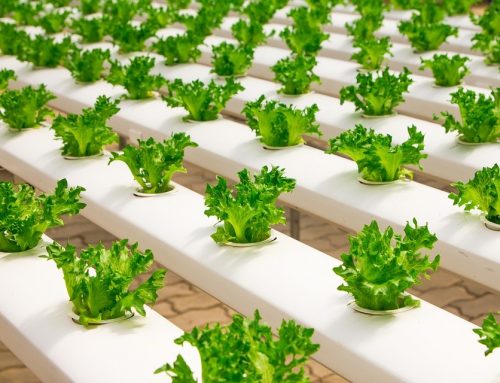 The Benefits of Hydroponics Over Traditional Gardening